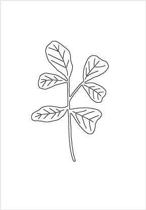 30166 Fig Leaf Plant Die